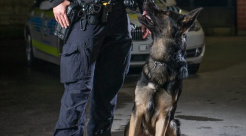 Rieden: Junge Asylbewerber wollen PW aufbrechen und werden von Polizeihund aufgespürt