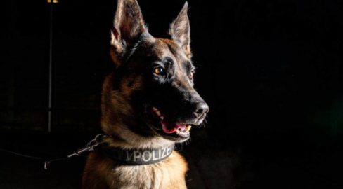 Portraitfoto Polizeihund vor dunkelm Hintergrund