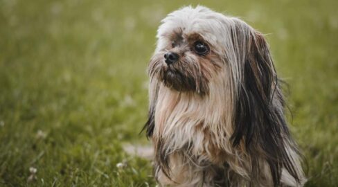 Schlieren ZH: Hunde-Entführung – Million Lösegeld gefordert