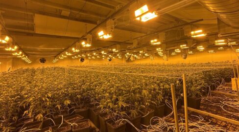 Nürensdorf ZH: 8000er-Hanfplantage ausgehoben – 2 Festnahmen