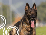 Alpnach Dorf OW: Polizeihund Quandos schnappt Einbrecher (19)