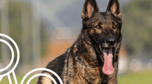 Alpnach Dorf OW: Polizeihund Quandos schnappt Einbrecher (19)