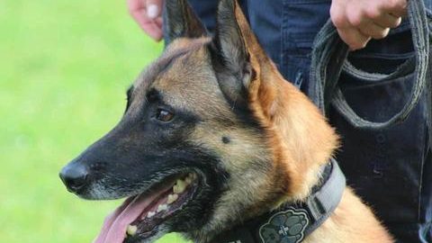 Oftringen AG: Polizeihund Enox schnappt Einbrecher (23)