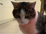 Beringen SH: Kater mit rotem Spray misshandelt – Zeugen gesucht