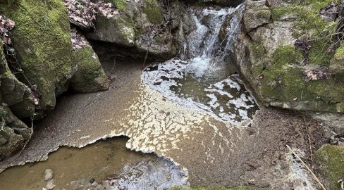 Altendorf SZ: Gülle-Alarm im Chatzenbach – Fischsterben
