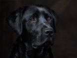 Winterthur ZH: Vermisster Labrador dank Chip mit Halter vereint