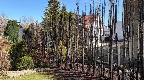 Gossau SG: Heckenbrand an der Talstrasse – Tausende Schaden