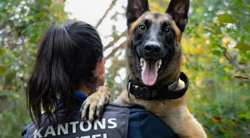 Brugg AG: Polizeihund Malouk schnappt 3 Kupferdiebe