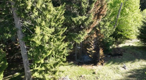 Bad Ragaz SG: Brand zerstört Jagd-Hochsitz – Spurensuche