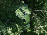 Heiden AR: Unfall – Veteranen-PW stürzt, Lenker (62) ins Spital