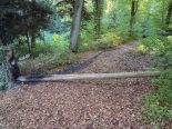 Geuensee LU: Unbekannte setzen Baumstamm in Brand