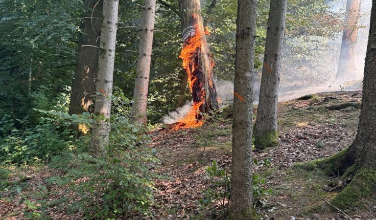 Horw LU: Brand im Bireggwald – Polizei sucht Zeugen