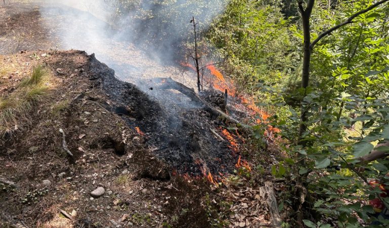 Horw LU: Brand im Bireggwald – Polizei sucht Zeugen