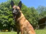 Stein AG: Polizeihund fasst Einbrecher (16) auf Diebestour