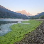 Sufers GR: 800 m Ufer mit tausenden toten Jungfischen