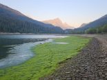 Sufers GR: 800 m Ufer mit tausenden toten Jungfischen