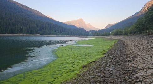 Sufers GR: 800 m Ufer mit tausenden toten Jungfischen