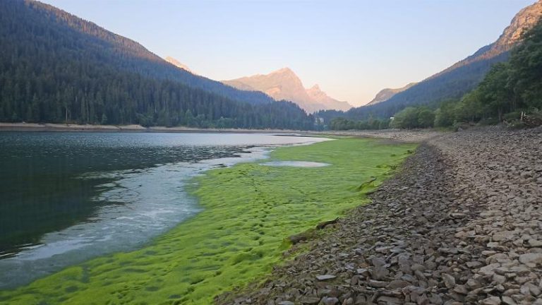 Sufers GR: 800 m Ufer mit tausenden toten Jungfischen