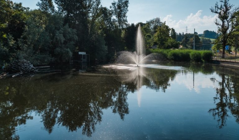 St. Gallen SG: Rätselhaftes Fischsterben – 600 Tiere tot