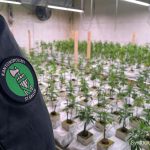 Untereggen SG: Razzia – 120 Hanfpflanzen, 35 kg Marihuana