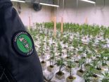 Untereggen SG: Razzia – 120 Hanfpflanzen, 35 kg Marihuana
