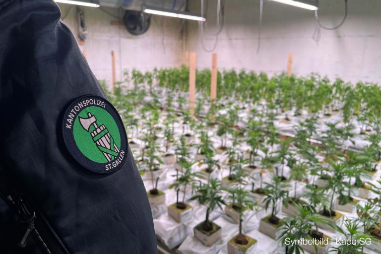 Untereggen SG: Razzia – 120 Hanfpflanzen, 35 kg Marihuana