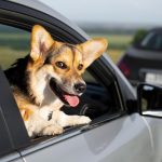 Wil SG: Hund aus 50-Grad-PW gerettet – Kapo warnt vor Hitze
