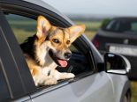 Wil SG: Hund aus 50-Grad-PW gerettet – Kapo warnt vor Hitze