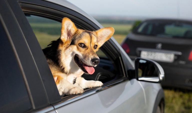 Wil SG: Hund aus 50-Grad-PW gerettet – Kapo warnt vor Hitze