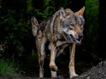 Wassen UR: Sicherheitsdirektion ordnet Wolfsabschuss an