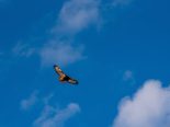 Einsiedeln SZ: Gift-Köder töten zwei Steinadler – Täter frei