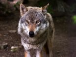 Wassen UR: Schadenstiftender Wolf im Meiental erlegt