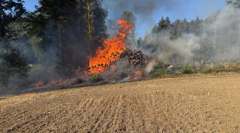Koblenz AG: Brand am Waldrand löst Grosseinsatz aus