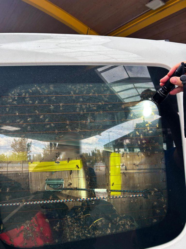 Tägerwilen TG: Zoll stoppt Lieferwagen mit 40 Bienenvölkern