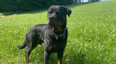 Wettingen AG: Polizeihund beisst Billettdieb bei Festnahme