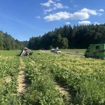 Lenzburg AG: Unfall – Renault Clio überschlägt sich im Feld