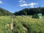 Lenzburg AG: Unfall – Renault Clio überschlägt sich im Feld