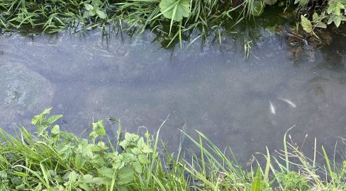 Neuhaus SG: Öl im Dorfbach tötet Fische, Feuerwehr im Einsatz