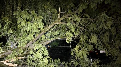 Goldach SG: Baum stürzt bei Gewitter auf parkiertes Auto