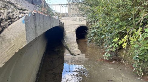 Oberhallau SH: Chlor aus Pool tötet Hunderte Fische im Bach