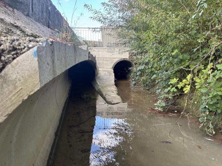 Oberhallau SH: Chlor aus Pool tötet Hunderte Fische im Bach