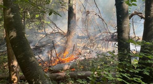 Eptingen BL: Brand im Wald, 200 Quadratmeter in Flammen