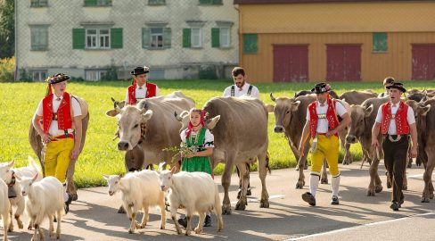 Oberegg AI: Viehschau sorgt für Verkehrsbehinderungen