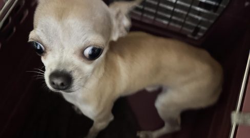 St. Gallen SG: Unterernährter Chihuahua ausgesetzt
