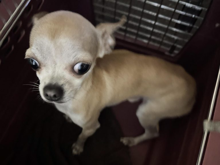 St. Gallen SG: Unterernährter Chihuahua ausgesetzt