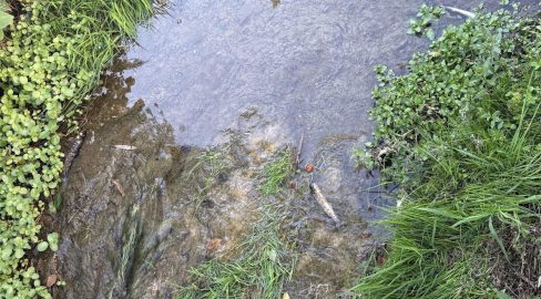 Bazenheid SG: Rätsel um tote Fische im Mühlebach