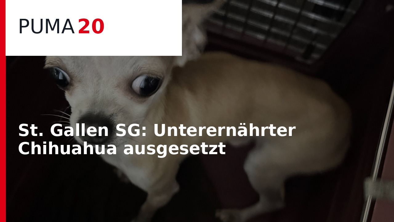 PUMA20 vom 9. September 2026: Die 5 meistgeklickten Polizei- und Unfallmeldungen des Tages – im Video