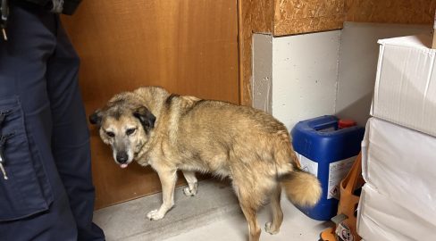 Bernhardzell SG: Hund ausgesetzt, Polizei sucht Halter