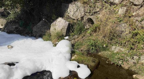 Bühler AR: 1000 Fische tot nach Gewässerverschmutzung