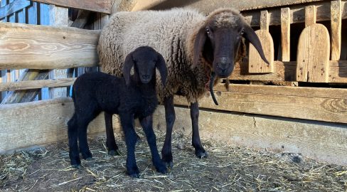 [UPDATE] St. Gallen SG: Vermisstes Schaf bringt im Wald ein Lamm zur Welt